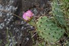 Kaktusblüte (Opuntia ficus-indica)