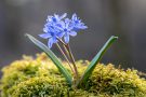 Blausterne (Scilla bifolia) in der Eifel