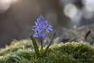 Blausterne (Scilla bifolia) in der Eifel