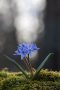 Blausterne (Scilla bifolia) in der Eifel