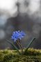 Blausterne (Scilla bifolia) in der Eifel