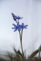 Blausterne (Scilla bifolia) in der Eifel