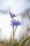 Blausterne (Scilla bifolia) in der Eifel