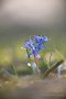 Blausterne (Scilla bifolia) in der Eifel