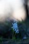 Weiße Blausterne (Scilla bifolia)