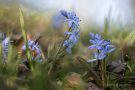 Blausterne (Scilla bifolia) in der Eifel