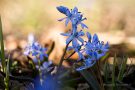 Blausterne (Scilla bifolia) in der Eifel