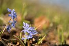 Blausterne (Scilla bifolia) in der Eifel