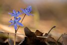 Blausterne (Scilla bifolia) in der Eifel