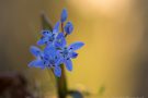 Blausterne (Scilla bifolia) in der Eifel