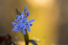 Blausterne (Scilla bifolia) in der Eifel