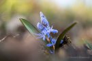 Blausterne (Scilla bifolia) mit Knospen