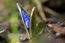 Blaustern (Scilla bifolia) im Knospenstadium