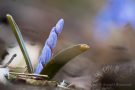 Blaustern (Scilla bifolia) im Knospenstadium