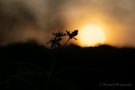 Blausterne (Scilla bifolia) im Sonnenuntergang