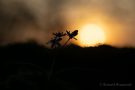 Blausterne (Scilla bifolia) im Sonnenuntergang