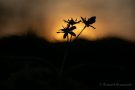 Blausterne (Scilla bifolia) im Sonnenuntergang