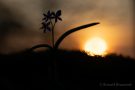 Blausterne (Scilla bifolia) im Sonnenuntergang