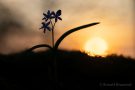 Blausterne (Scilla bifolia) im Sonnenuntergang