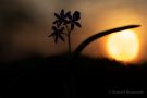 Blausterne (Scilla bifolia) im Sonnenuntergang