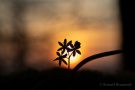 Blausterne (Scilla bifolia) im Sonnenuntergang