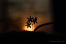 Blausterne (Scilla bifolia) im Sonnenuntergang