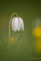 Weiße Schachblume (Fritillaria meleagris)