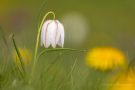 Weiße Schachblume (Fritillaria meleagris)