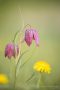 Schachbrettblumen (Fritillaria meleagris)