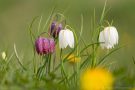 Verschiedenfarbige Schachblumen (Fritillaria meleagris)