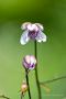 Anemonopsis Macrophylla im Jardin d’altitude du Haut Chitelet