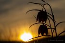 Schachbrettblumen im Sonnenuntergang