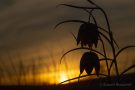 Schachbrettblumen im Sonnenuntergang