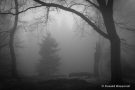 Mystischer Ort im Nebel am Finkenbur
