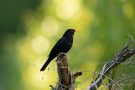 Amselmännchen (Turdus merula)