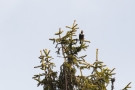 Ringdrossel (Turdus torquatus)