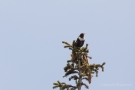 Ringdrossel (Turdus torquatus)