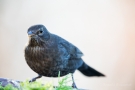 Amsel (Turdus merula)