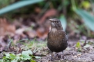 Amsel (Turdus merula)