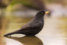 Amsel beim Bad
