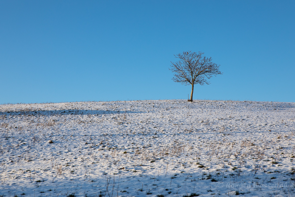Einsamer Baum am Weg zur Hubertuskapelle