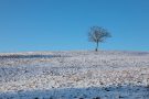 Einsamer Baum am Weg zur Hubertuskapelle