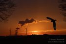 Eulen-Silhouette im Sonnenuntergang (Fotomontage!)