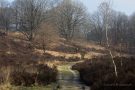 Heidelandschaft im Nationalpark De Meinweg