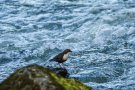 Wasseramsel im Rauscherpark