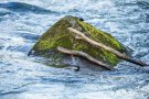 Wasseramsel im Rauscherpark