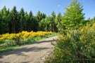 Ardbinnaweg während der Ginsterblüte im Hürtgenwald