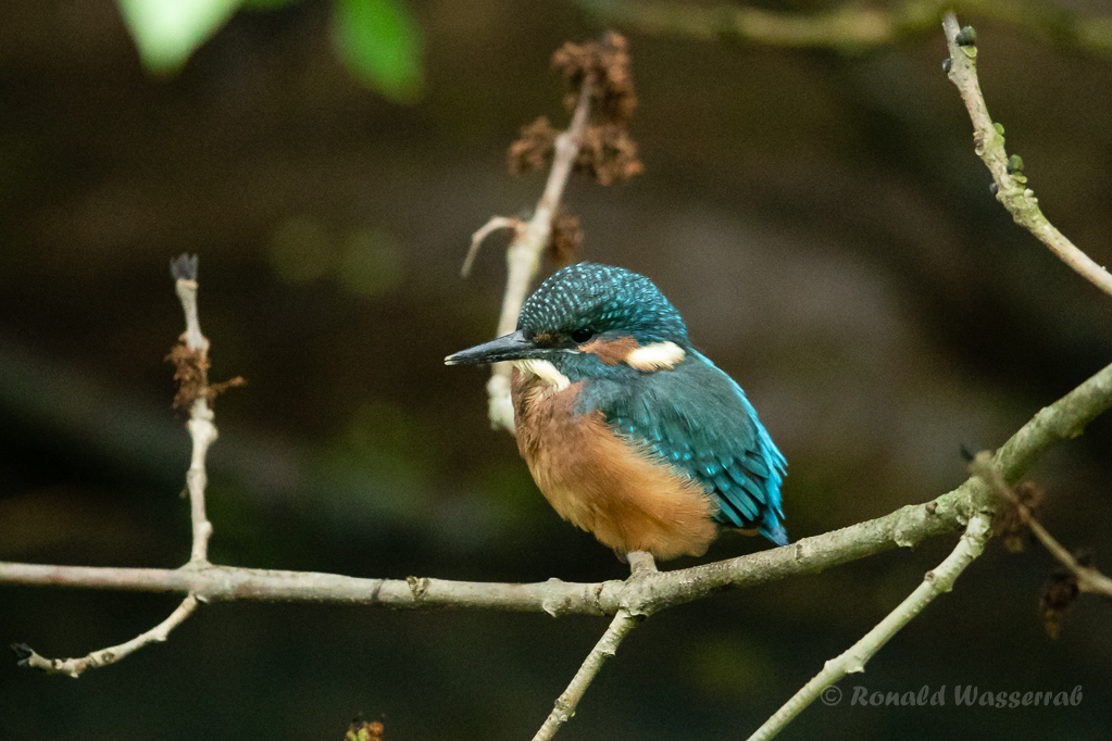 Gerade ausgeflogener junger Eisvogel (Alcedo atthis)