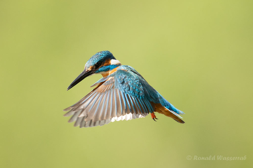 Eisvogel-Männchen (Alcedo atthis) im Rüttelflug