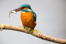 Eisvogel (Alcedo atthis) mit Beutefisch